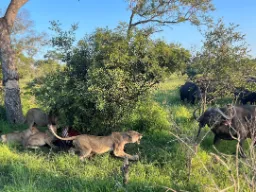 Naarasleijona varmistaa ruokarauhan Naarasleijona varmistaa ruokarauhan