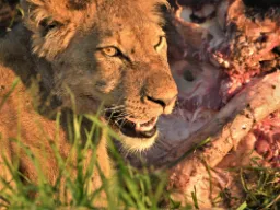 Leijona keskittyy ateriaan Leijona keskittyy ateriaan