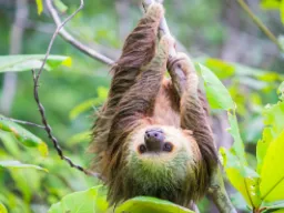 Kaksisorminen laiskiainen roikkuu lepopaikassaan 15–20 tuntia päivässä