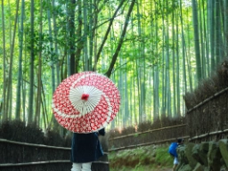 Bambumetsä Arashiyamassa, Kioto