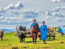 Mongolialaiset paimentolaiset härkävankkureiden kanssa aroilla Mongolialaiset paimentolaiset härkävankkureiden kanssa aroilla
