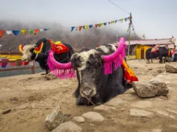 Jak-härät täydessä koristelussa