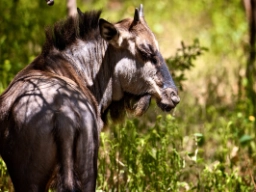 Gnu on saanut nimensä äänensä perusteella