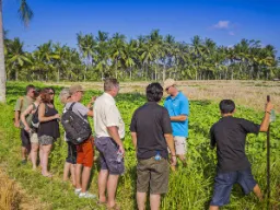 Opastettu vaellus Ubudin riisipeltojen halki Balilla Opastettu vaellus Ubudin riisipeltojen halki Balilla