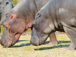 Virtahevot syövät pääasiassa ruohoa, jota ne laiduntavat yöllä. Virtahevot syövät pääasiassa ruohoa, jota ne laiduntavat yöllä.