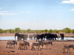Norsut ja seeprat kohtaavat joen rannalla