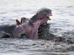 Virtahepo viettää suurimman osan päivästä vedessä tai mudassa – sen leuka avautuu 150 astetta, kun ihmisellä tämä on 45 astetta Virtahepo viettää suurimman osan päivästä vedessä tai mudassa – sen leuka avautuu 150 astetta, kun ihmisellä tämä on 45 astetta