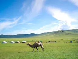 Kamelin kyhmyt arolla Kamelin kyhmyt arolla