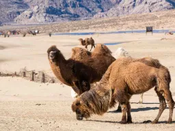Kamelit Gobin autiomaassa – sopeutuneet Mongolian ankaraan ilmastoon – kestävät lämpötiloja -40 ja +40 asteen välillä Kamelit Gobin autiomaassa – sopeutuneet Mongolian ankaraan ilmastoon – kestävät lämpötiloja -40 ja +40 asteen välillä