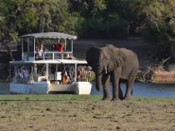 Afrikanorsu voi painaa jopa 7 000 kg – naaraat hieman yli puolet tästä