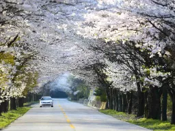 Kevättunnelmaa kukkivine kirsikkapuuineen Naejangsan kansallispuistossa