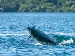 Delfiini leikkii meressä Bocas del Torossa
