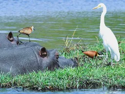Virtahepo ja linnut hyötyvät toisistaan Virtahepo ja linnut hyötyvät toisistaan