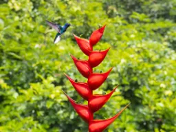 Valkopyrstöinen safiirikolibri leijuu punaisen helikonian edessä