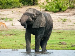 Norsu juo jopa 250 litraa vettä päivässä Norsu juo jopa 250 litraa vettä päivässä