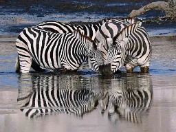 Seeprat kylpevät lähekkäin Seeprat kylpevät lähekkäin