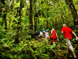 Patikointi vehreässä sademetsässä Arenalin kansallispuistossa, Costa Ricassa