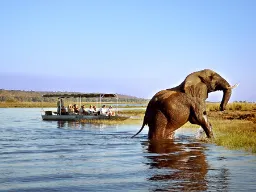 Norsu Chobe Safari Lodgessa Botswanassa Norsu Chobe Safari Lodgessa Botswanassa