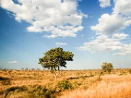 Nauti afrikkalaisesta savannista Nauti afrikkalaisesta savannista