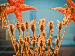 Skorpioneja ja meritähtiä vartaassa – kiinalainen katukeittiöruoka Skorpioneja ja meritähtiä vartaassa – kiinalainen katukeittiöruoka