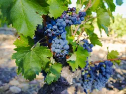 Sinisiä rypäleitä viinitarhassa Châteauneuf-du-Papessa