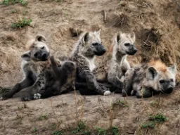 Villikoiralauma lepää, mutta pitää silmällä ympäristöä Villikoiralauma lepää, mutta pitää silmällä ympäristöä