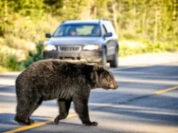 Mustakarhut elävät rauhallista elämää Kanadassa Mustakarhut elävät rauhallista elämää Kanadassa