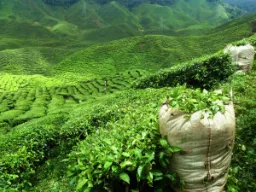 Teeviljelmät Darjeelingissa