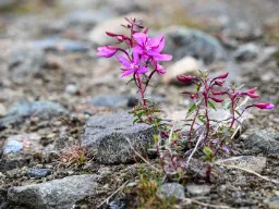 Kasvi maitohorsma (Niviarisiaq grönlanniksi) viihtyy hyvin kylmässä ilmastossa, jossa kasvukausi on lyhyt