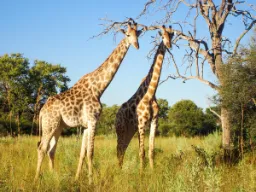 Kirahvit ovat maailman korkeimmat eläimet ja kasvavat 5,5–6 metriä korkeiksi Kirahvit ovat maailman korkeimmat eläimet ja kasvavat 5,5–6 metriä korkeiksi