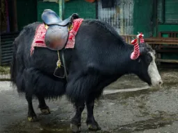 Jak valmis ratsastukseen ilman huolta eläinten hyvinvoinnista