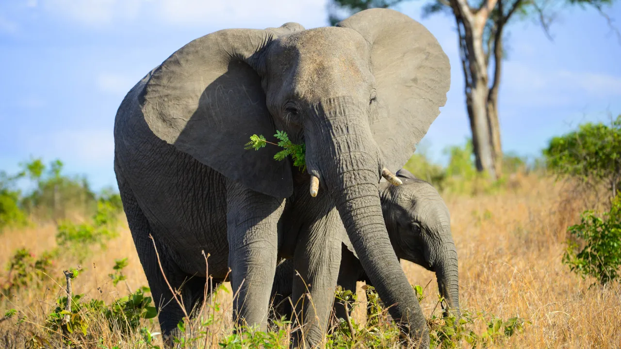 Elefantens ører kan blive op til 1,5 meter lange og hjælper med at regulere kropstemperaturen