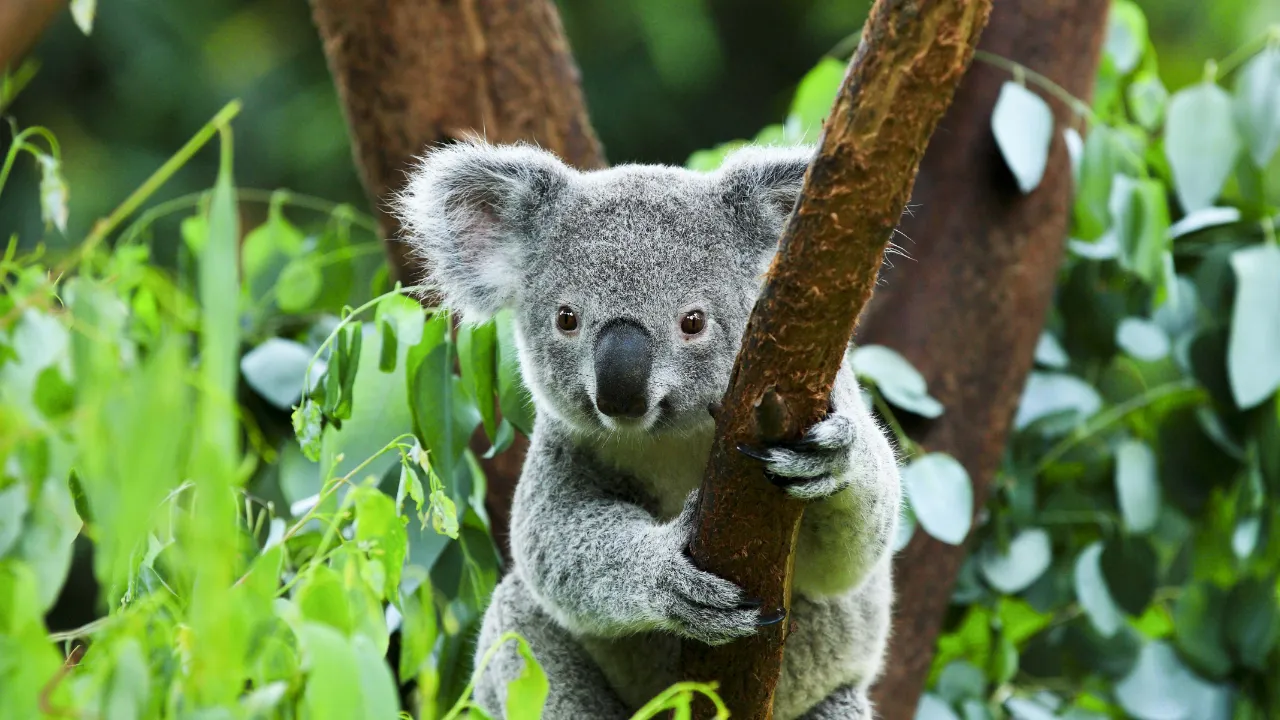 Koala on puussa elävä pussieläin, joka pääasiassa syö eukalyptuslehtiä Koala on puussa elävä pussieläin, joka pääasiassa syö eukalyptuslehtiä