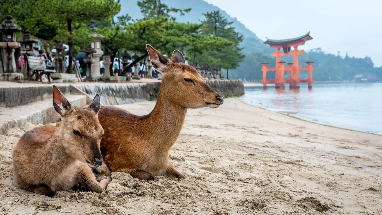 Kohtaus Miyajima-saarelta, jossa peuroja pidetään pyhinä