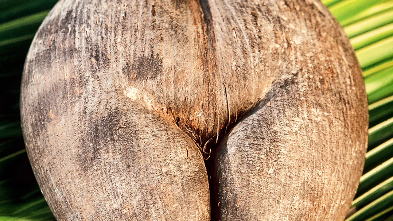 Coco de Mer on maailman suurin palmunsiemen ja sitä löytyy vain Seychelleiltä Coco de Mer on maailman suurin palmunsiemen ja sitä löytyy vain Seychelleiltä