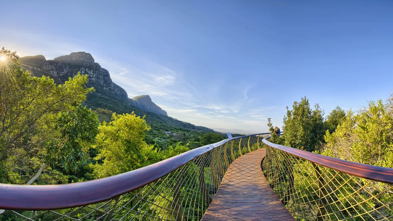 "Boomslang" Canopy Walkway Kirstenboschin kasvitieteellisessä puutarhassa on 12 m maanpinnan yläpuolella ja 130 m pitkä "Boomslang" Canopy Walkway Kirstenboschin kasvitieteellisessä puutarhassa on 12 m maanpinnan yläpuolella ja 130 m pitkä