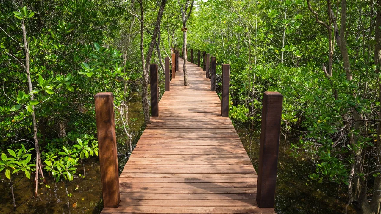 Puusilta kulkee rehevän mangrovemetsän läpi Kung Krabaen Bayssa Chanthaburissa Puusilta kulkee rehevän mangrovemetsän läpi Kung Krabaen Bayssa Chanthaburissa