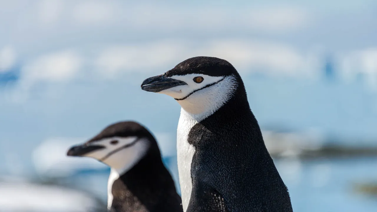 Leukapingviinit tunnistaa helposti ohuesta mustasta ”remmistä” leuan alla, ja ne kuuluvat Antarktiksen niemimaan yleisimpiin pingviineihin Leukapingviinit tunnistaa helposti ohuesta mustasta ”remmistä” leuan alla, ja ne kuuluvat Antarktiksen niemimaan yleisimpiin pingviineihin