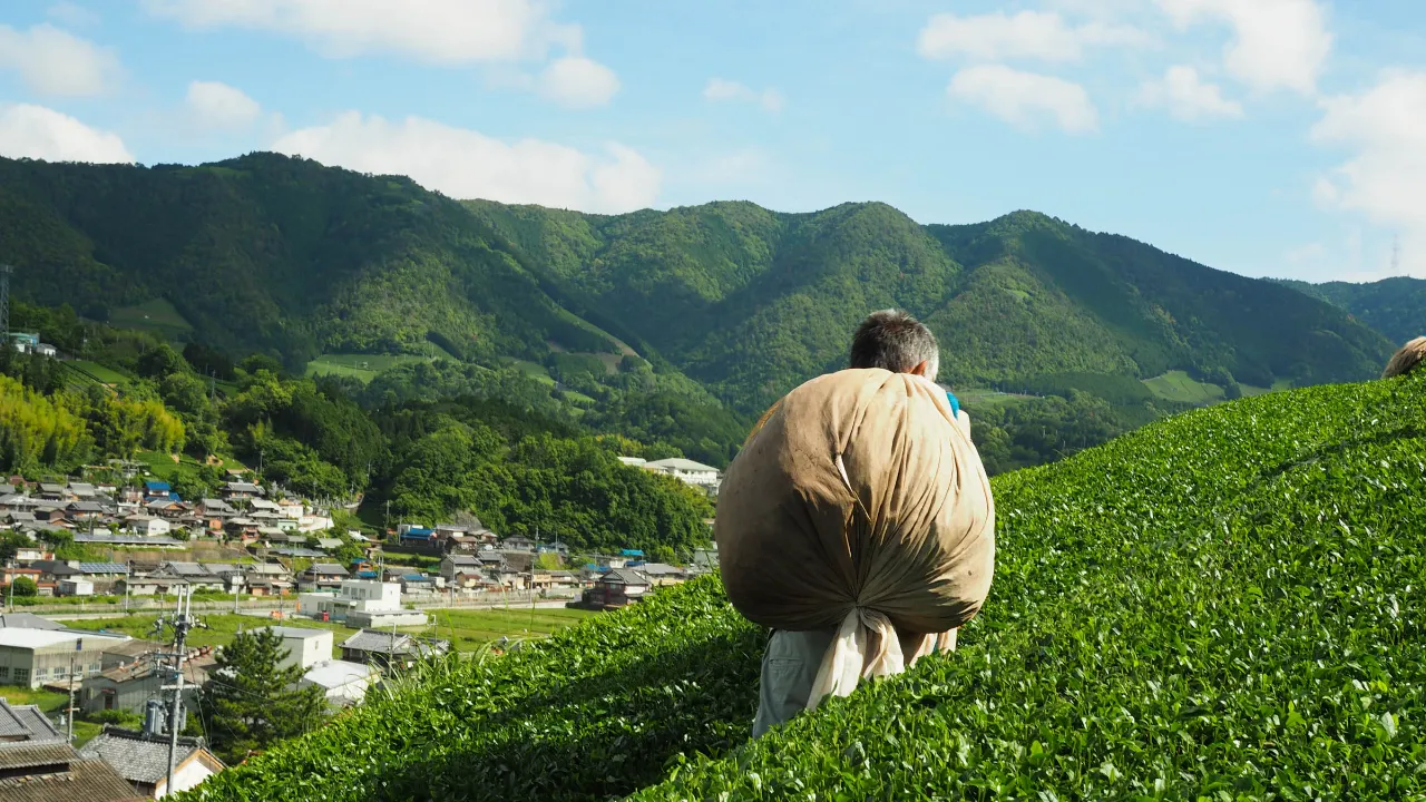Japanilainen teenviljelijä tuoreine lehtineen kukkuloilla Japanilainen teenviljelijä tuoreine lehtineen kukkuloilla