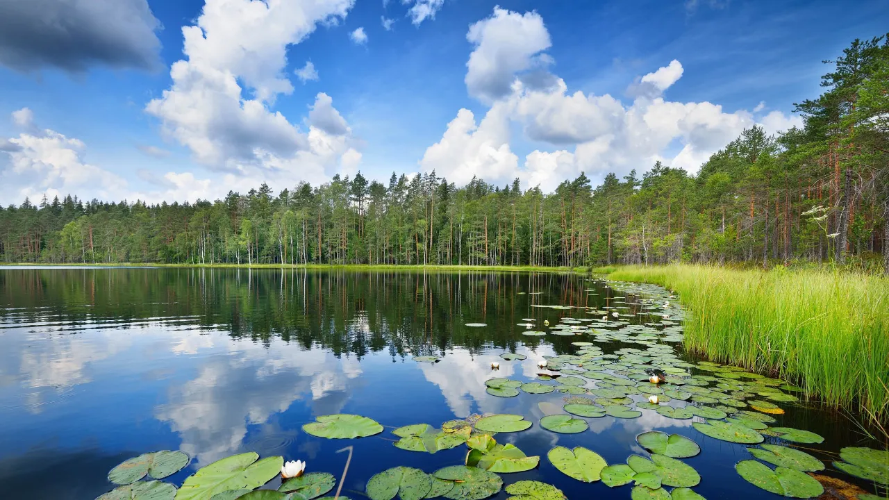 Saimaanjärvi, Suomen suurin, on harvinaisen saimaannorpan koti – lajin ainoa elinpaikka Saimaanjärvi, Suomen suurin, on harvinaisen saimaannorpan koti – lajin ainoa elinpaikka