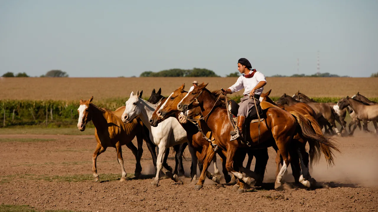 Gaucho hevoslauman kanssa Argentiinan pampalla Gaucho hevoslauman kanssa Argentiinan pampalla