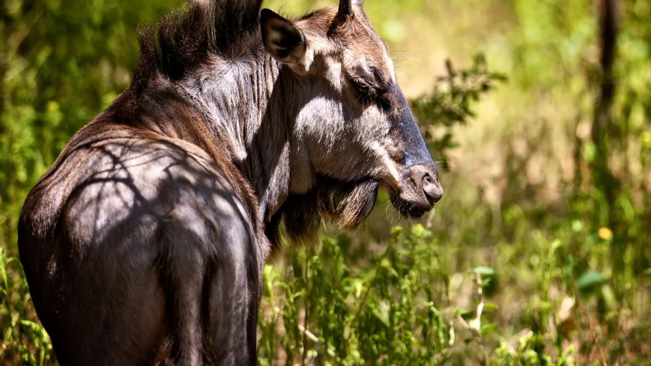 Gnu on saanut nimensä äänensä perusteella Gnu on saanut nimensä äänensä perusteella