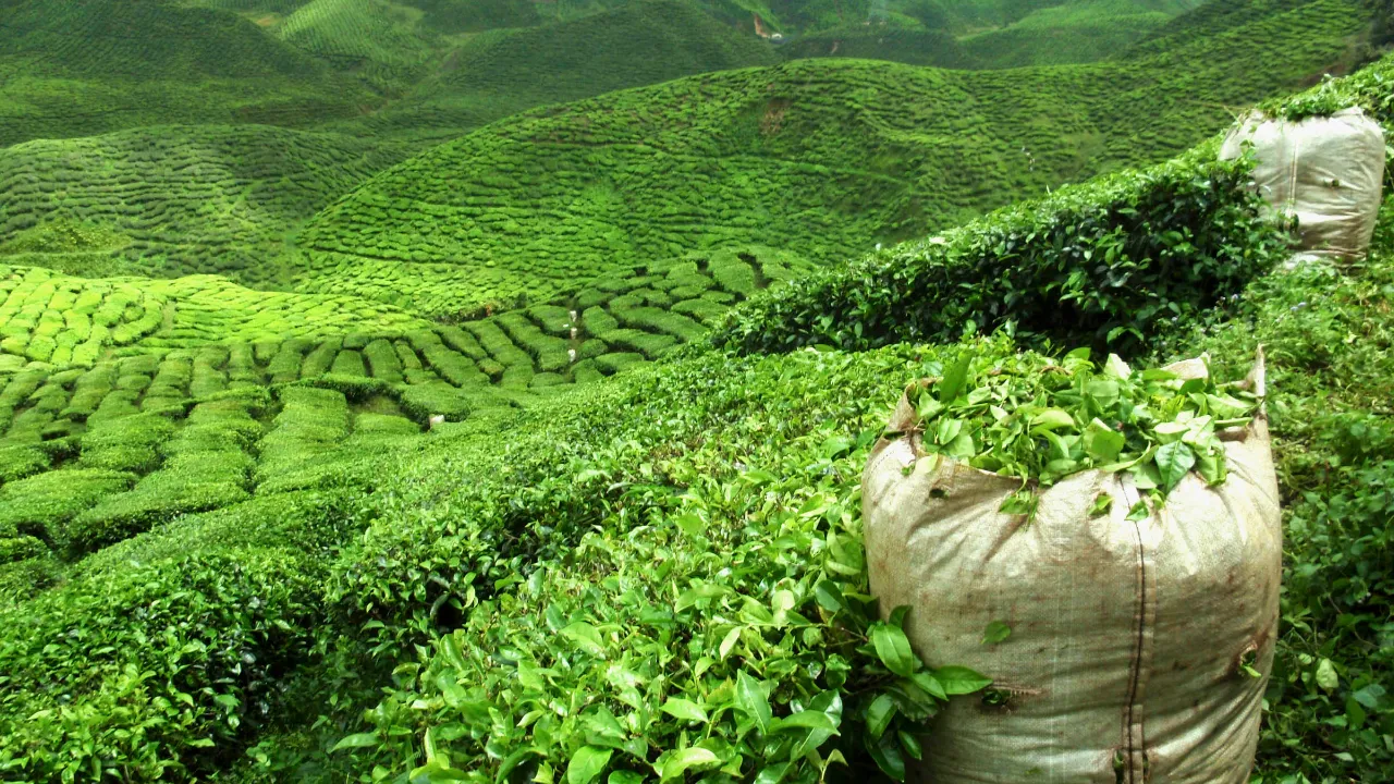 Teeviljelmät Darjeelingissa Teeviljelmät Darjeelingissa