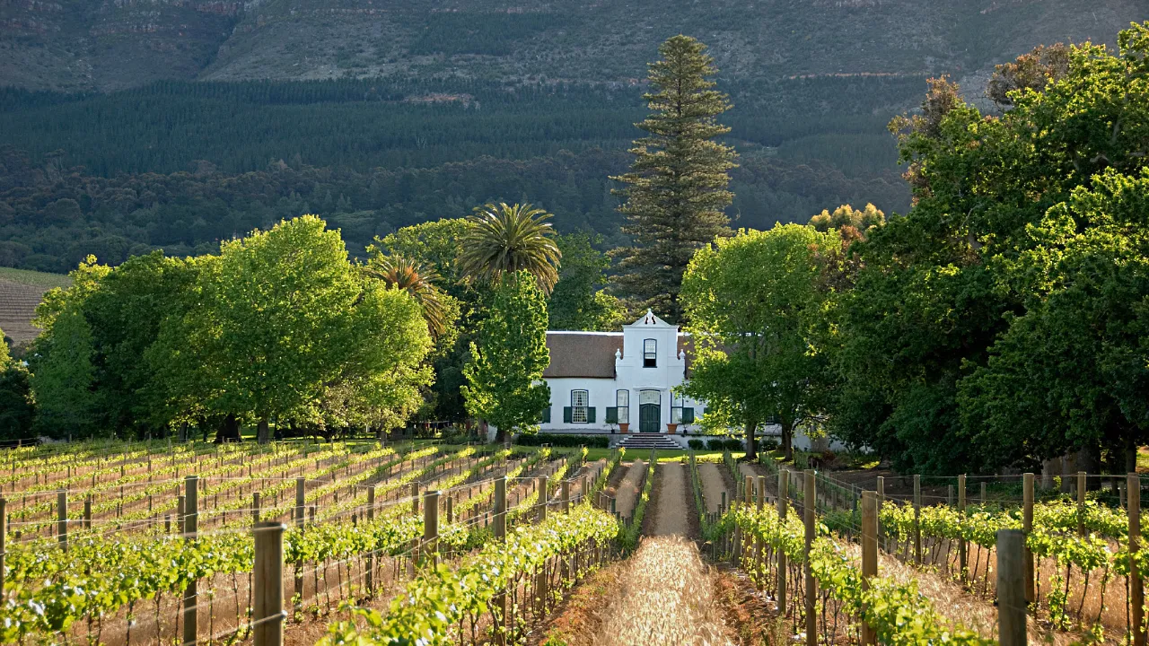 Stellenboschin viinitarhat – yksi Afrikan tärkeimmistä viinialueista – tuottavat noin 14 % Etelä-Afrikan koko viinituotannosta Stellenboschin viinitarhat – yksi Afrikan tärkeimmistä viinialueista – tuottavat noin 14 % Etelä-Afrikan koko viinituotannosta