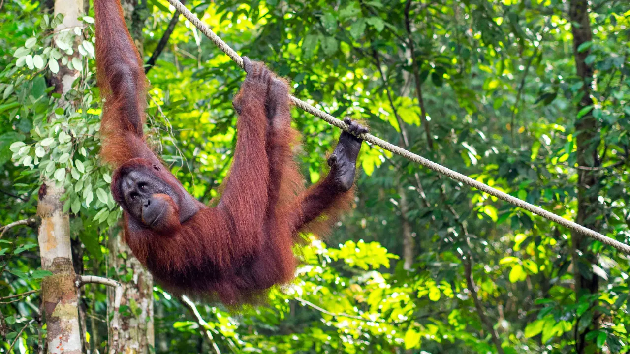 Orangutangi Semenggoh Wildlife Centressä Borneolla Orangutangi Semenggoh Wildlife Centressä Borneolla