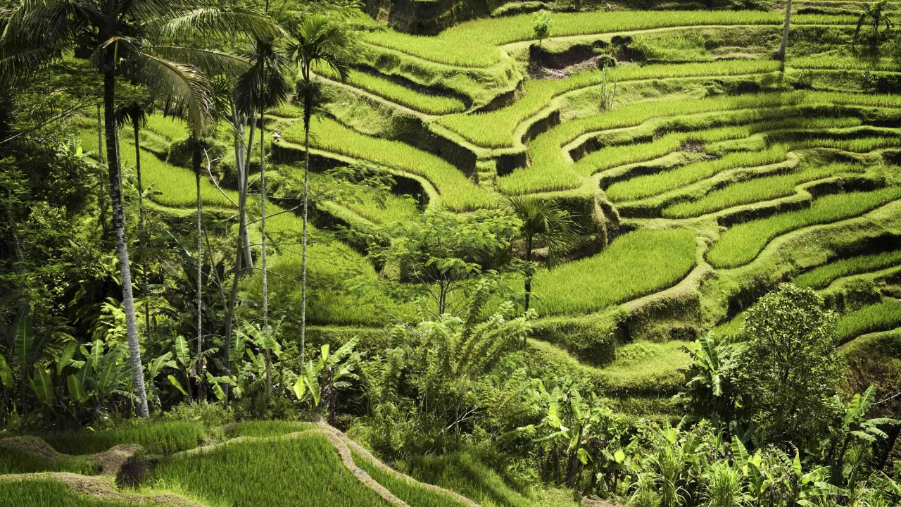 Vaikuttavat riisiterassit Ubudin lähellä Vaikuttavat riisiterassit Ubudin lähellä