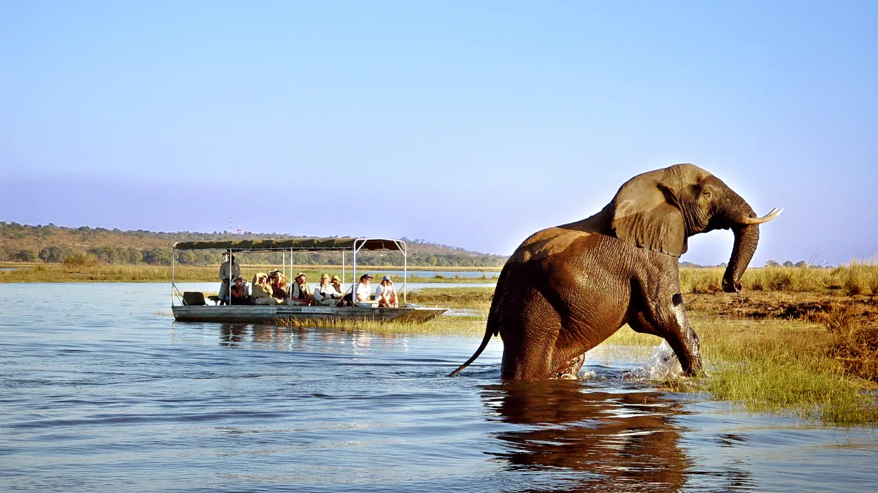 Norsu Chobe Safari Lodgessa Botswanassa Norsu Chobe Safari Lodgessa Botswanassa