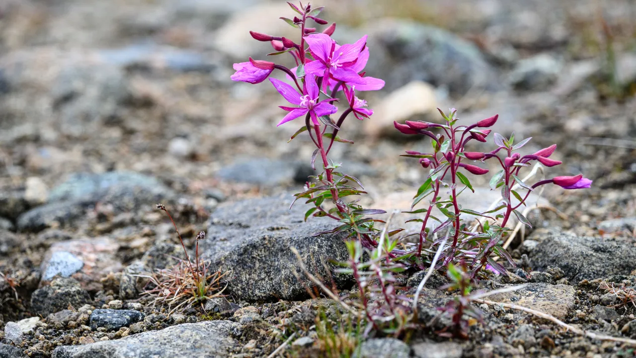 Kasvi maitohorsma (Niviarisiaq grönlanniksi) viihtyy hyvin kylmässä ilmastossa, jossa kasvukausi on lyhyt