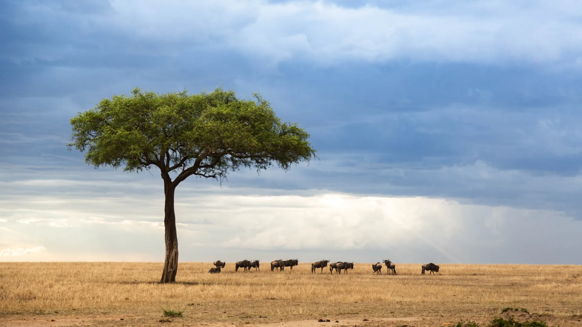 Pieni gnu-lauma savannilla Pieni gnu-lauma savannilla