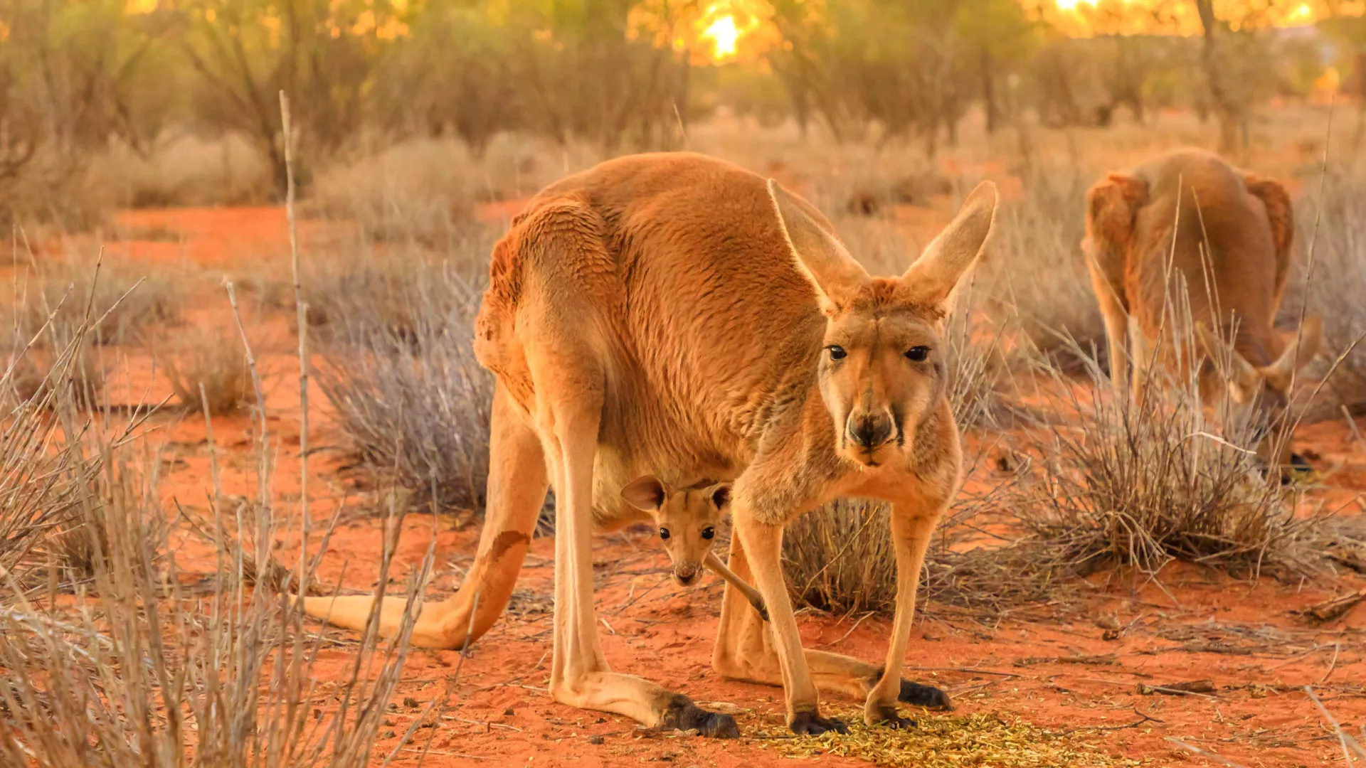 Kengurun poikanen on syntyessään vain 2 cm ja pysyy emon pussissa, kunnes se on tarpeeksi iso
